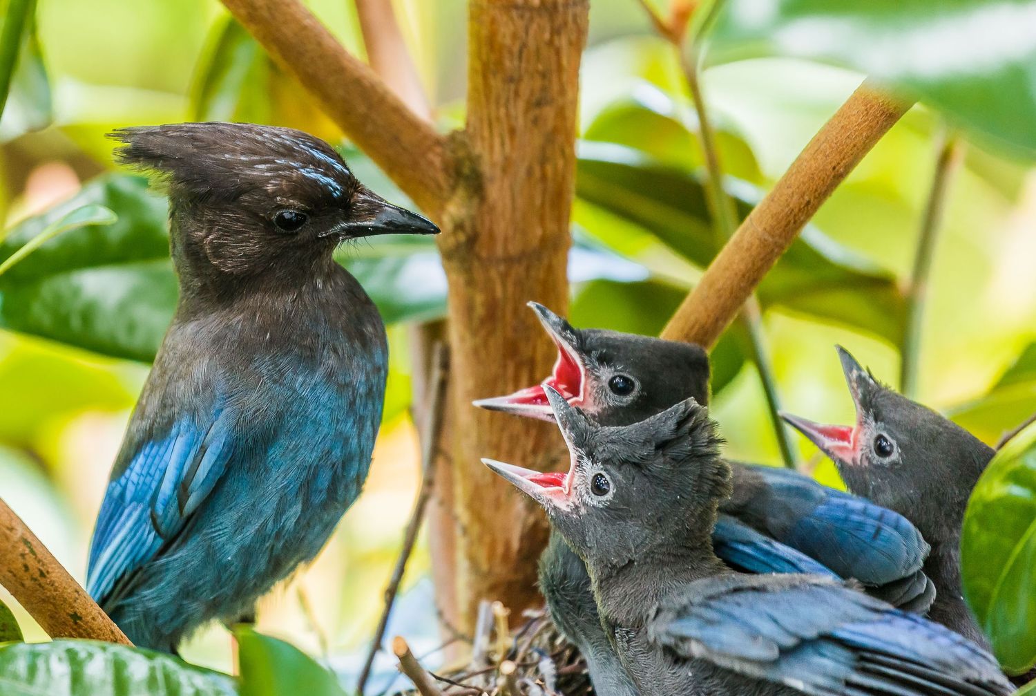 Steller's jay