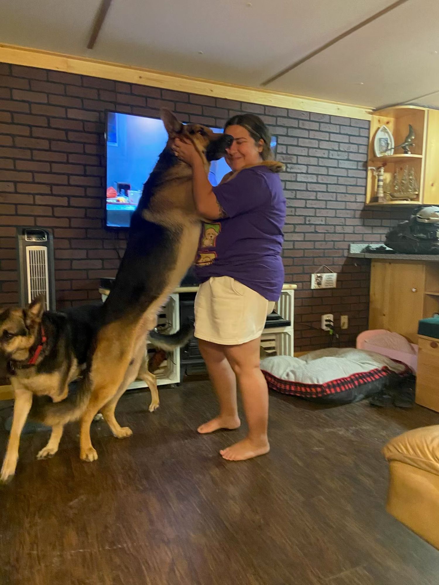 A German Shepherd dog interacts playfully with someone in a series of photos showing movement across a brick-walled room.