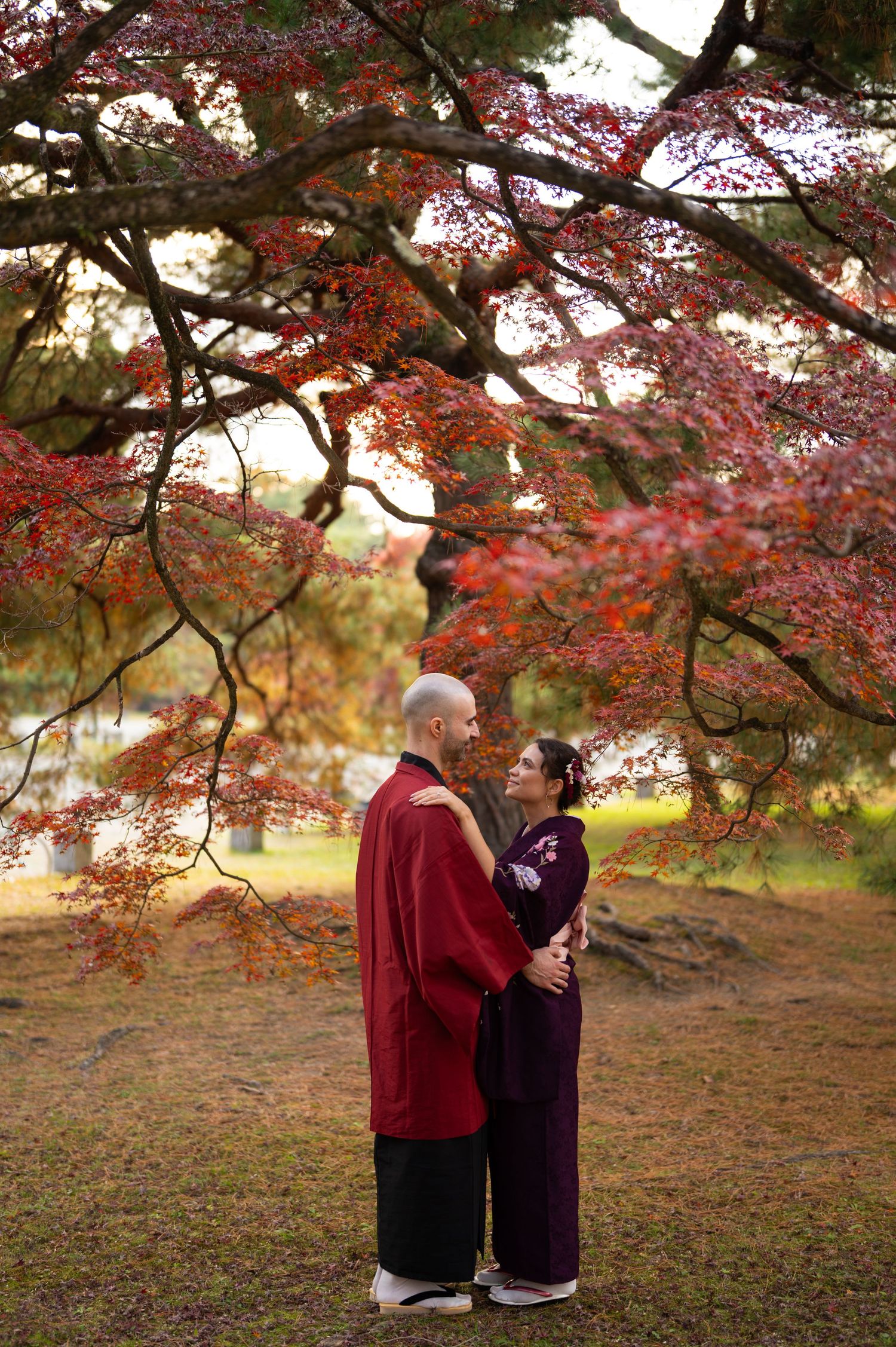 Couple dressed in kimono holding each other tenderly beneath a sprawling red Japanese maple tree in autumn.