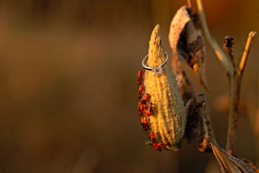 Dried corn husks hanging in a row against a dark background with warm lighting.