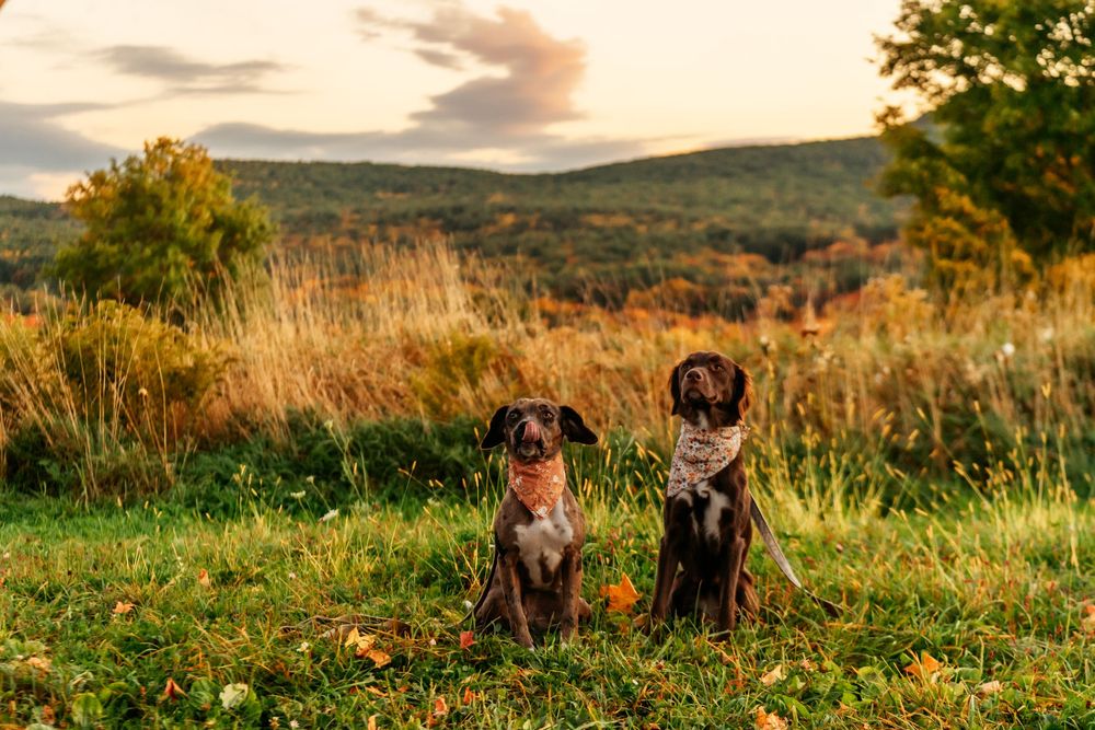 Dogs play together in a scenic autumn field with rolling hills and golden light in the background.