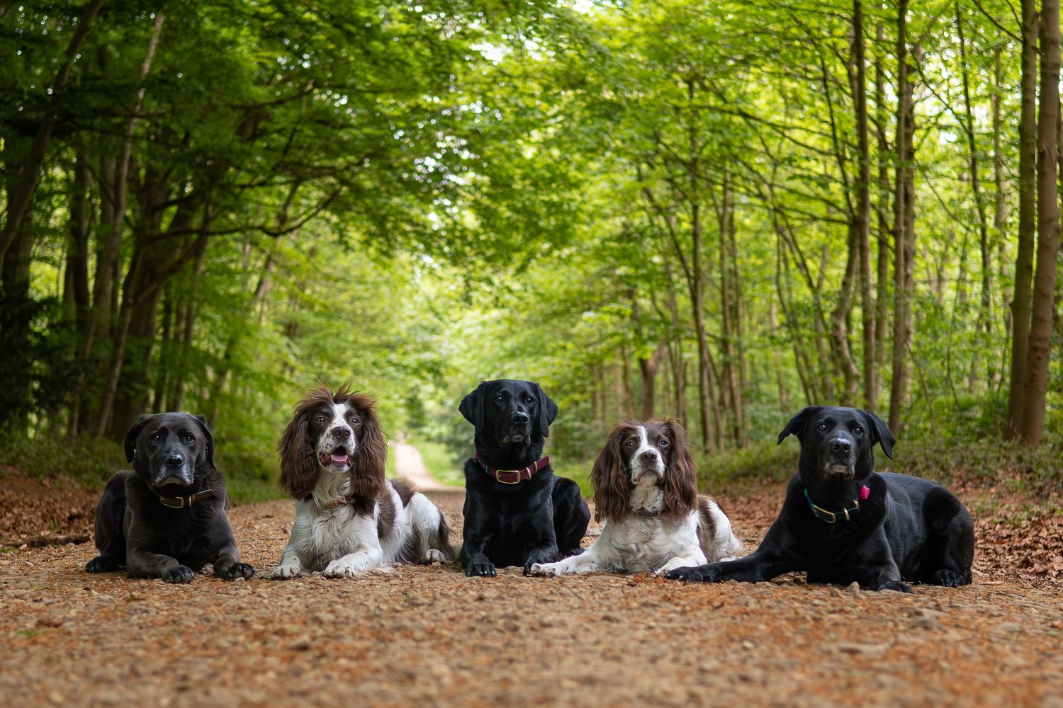 Group of gun dogs sitting together on fallen leaves in a spring forest at Barnsley South Yorkshire