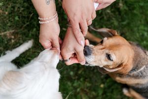 Close-up view of hands feeding treats to a German Shepherd dog outdoors.