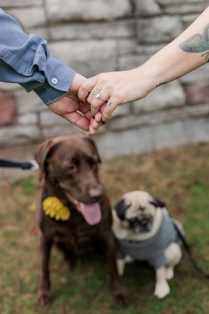 Two dogs, a chocolate lab and pug, sit beside a couple holding hands with engagement rings in focus.