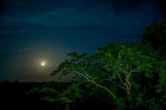 Full moon rising over dark silhouetted trees at night with a deep blue sky in the background. Landscape.