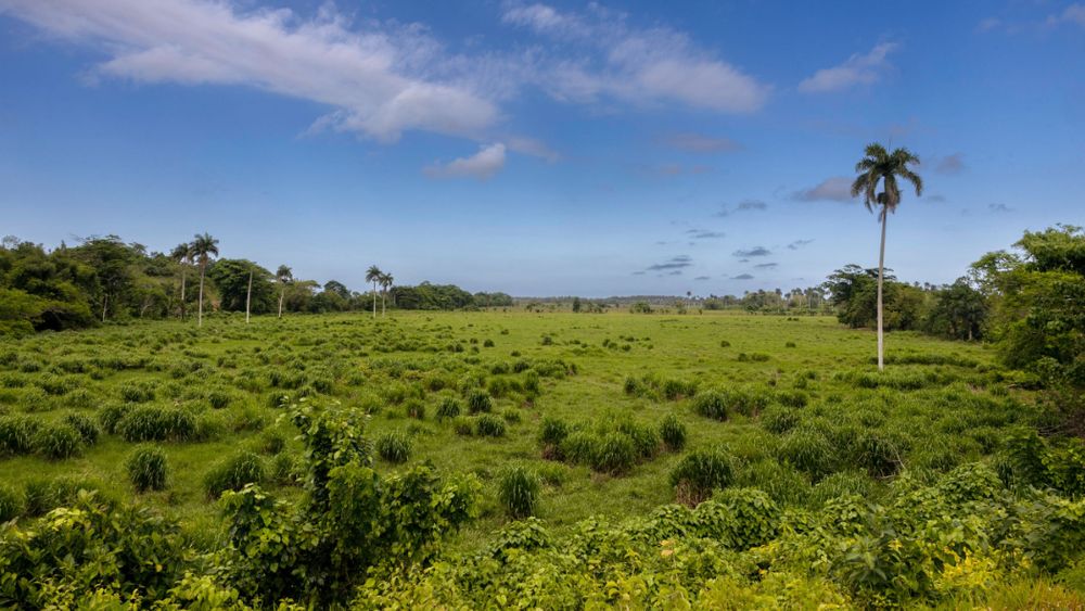 Lush green tropical landscape with palm trees and rolling hills stretches towards the ocean under blue Caribbean skies. Landscape.