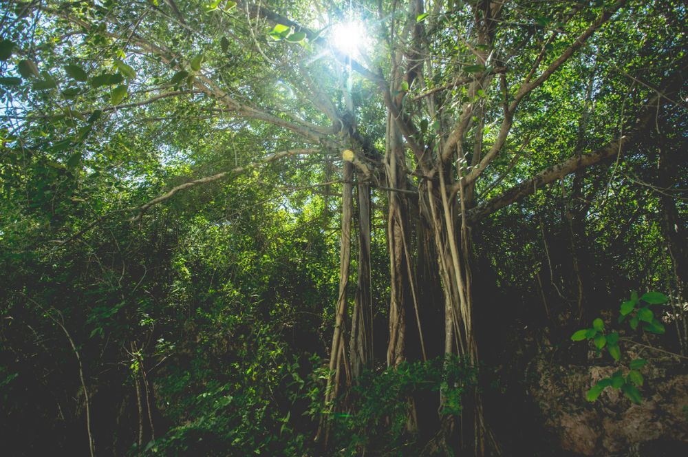Sunlight streams through lush green forest canopy creating a bright natural spotlight effect in dense woodland. Landscape.