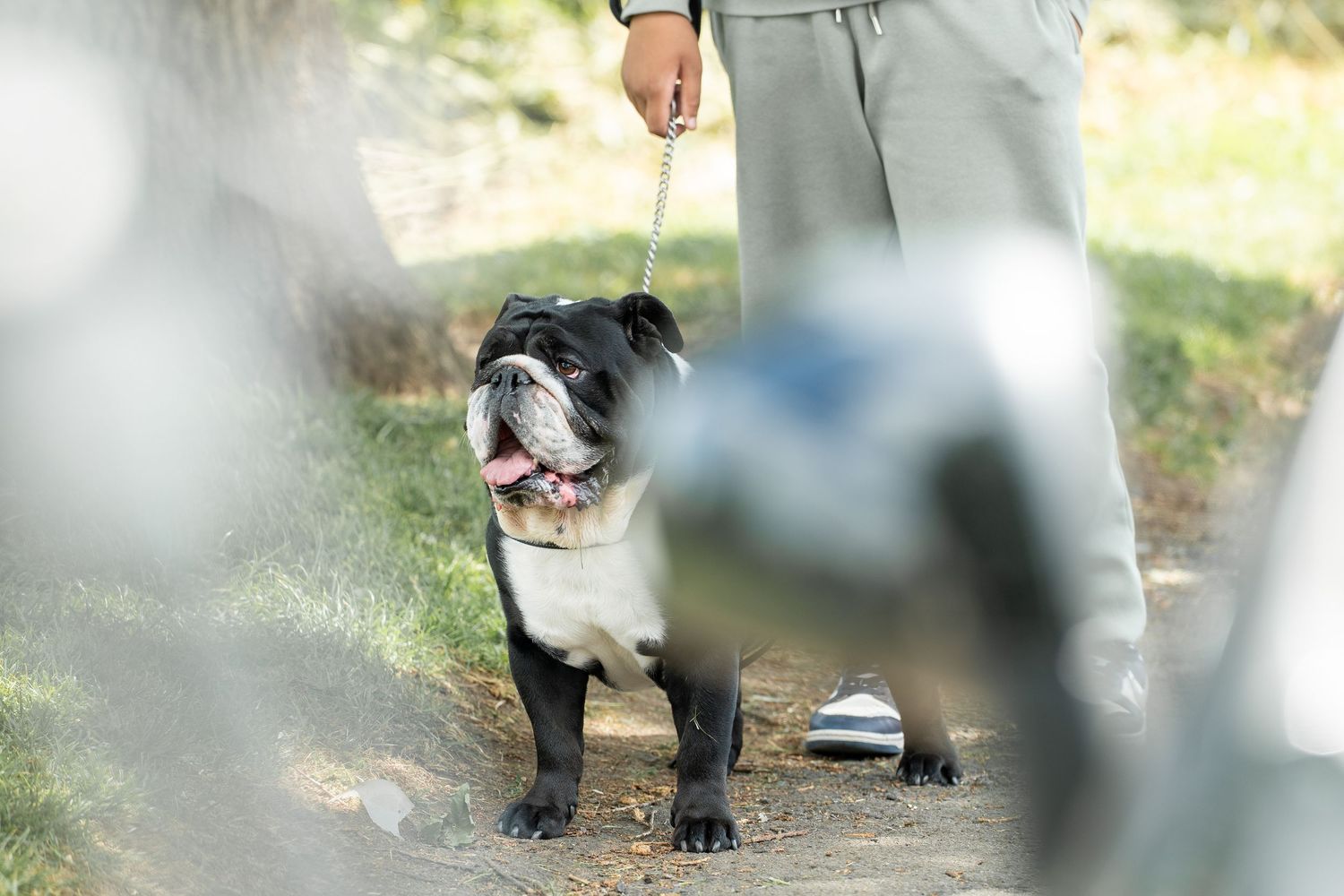 A black and white English bulldog on a leash stands confidently in a sunny outdoor setting.