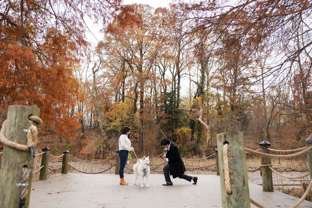 A panoramic view of autumn trees with vibrant orange foliage in a park setting during fall season.