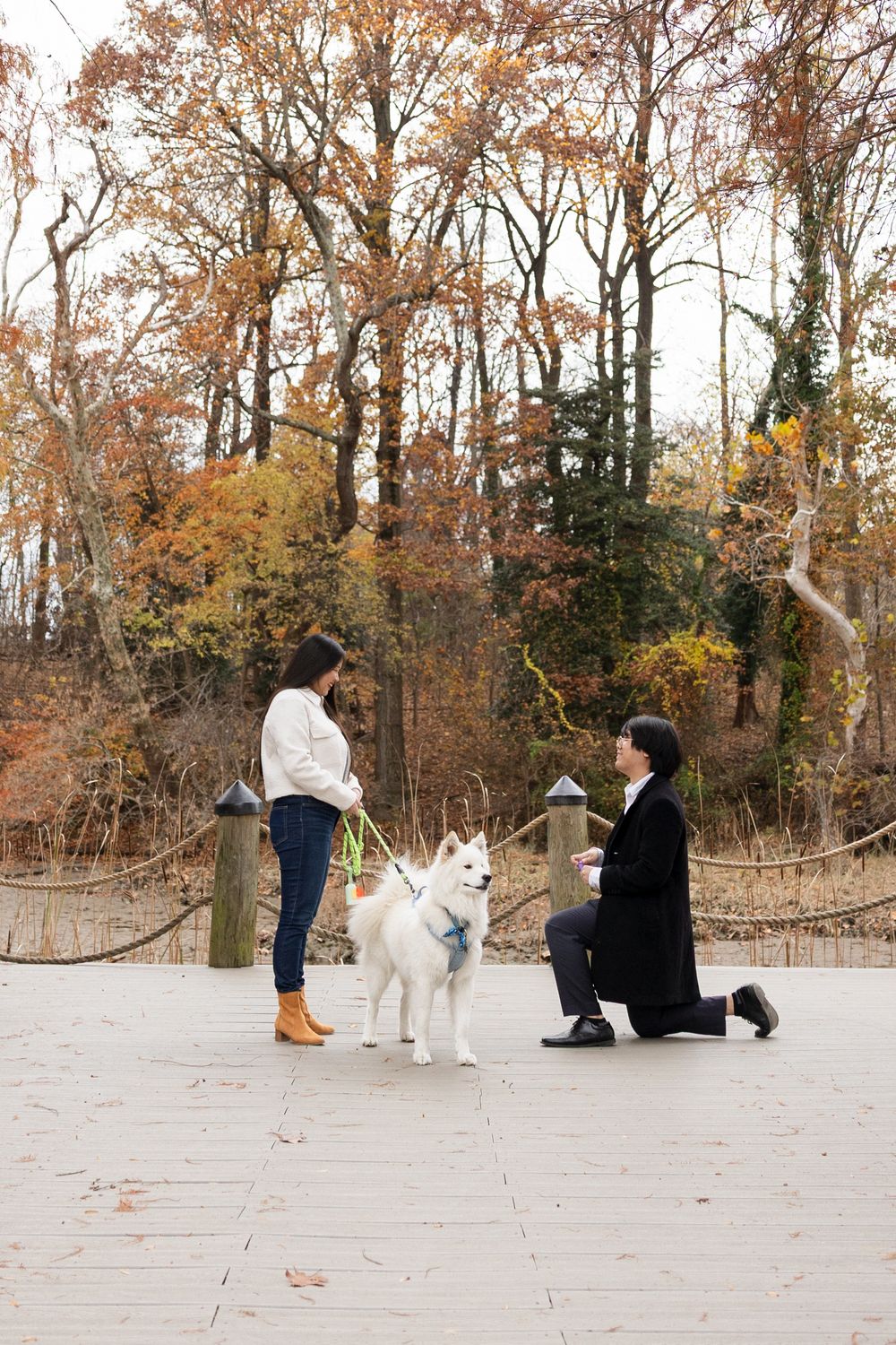 A romantic proposal moment unfolds on a stone path with a white husky dog present during autumn.