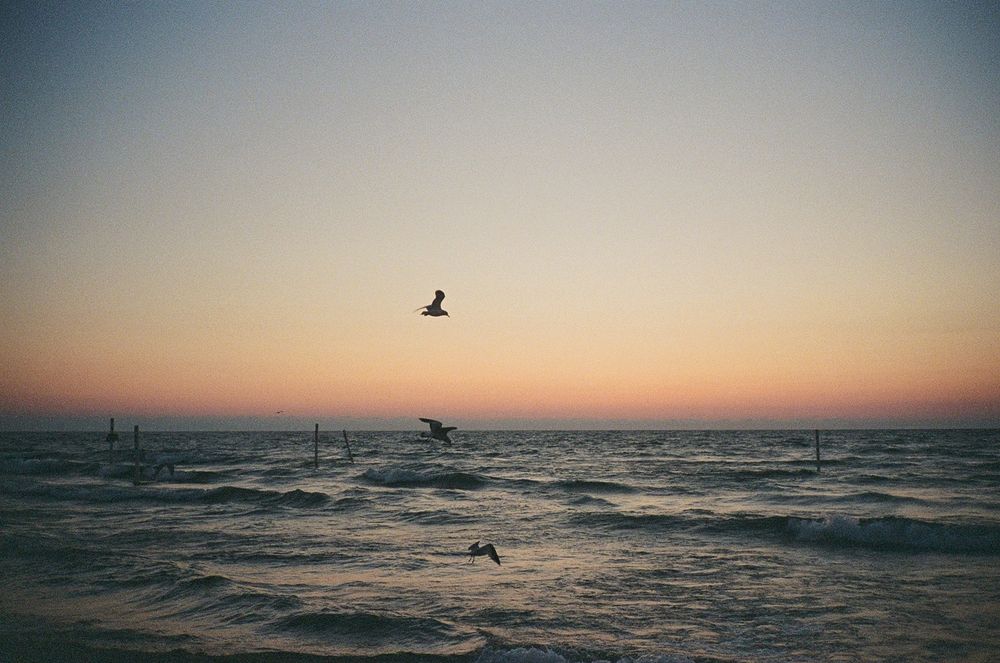 film photograph of birds flying against the dusk sky over lake michigan.