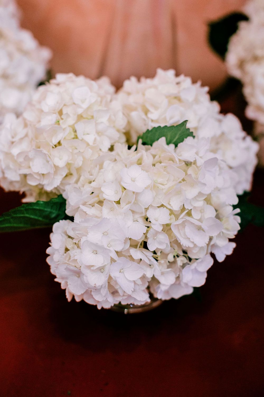 White hydrangea flowers in full bloom with dark green leaves against a blurred brown background.