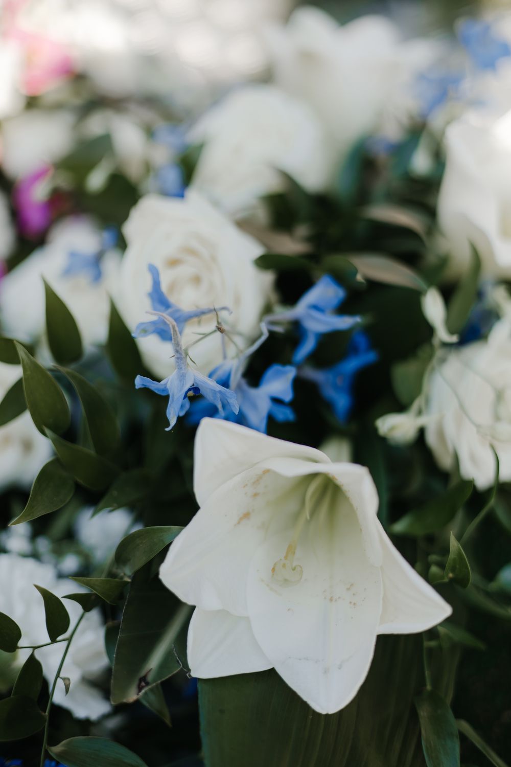 Close-up of white and blue flowers with dark green foliage creating a soft, romantic floral arrangement.