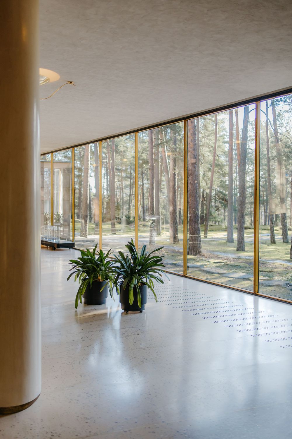 Modern interior space with floor-to-ceiling windows overlooking a pine forest and potted plants on white flooring.