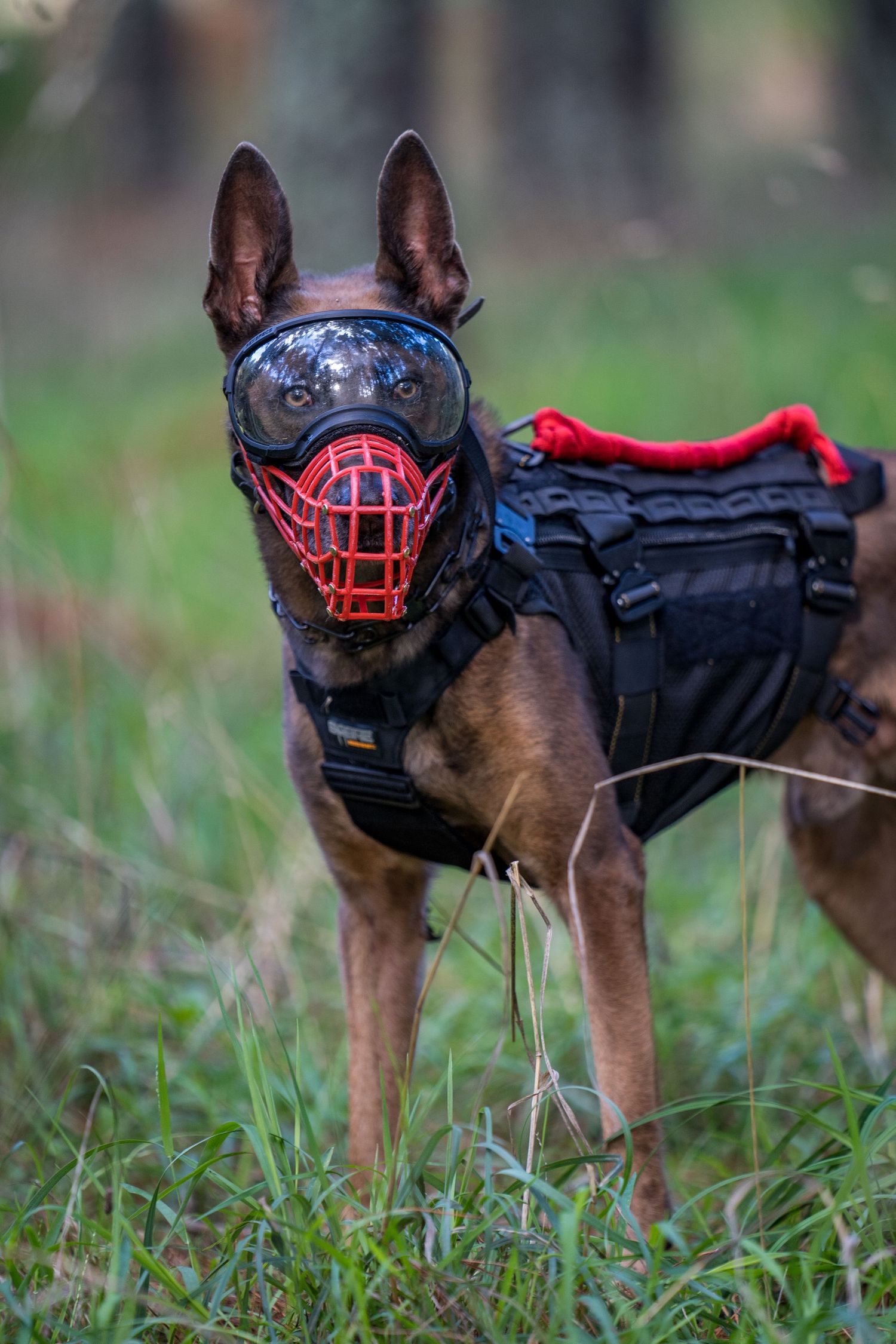 A dog working at a GAK9 Australia workshop
