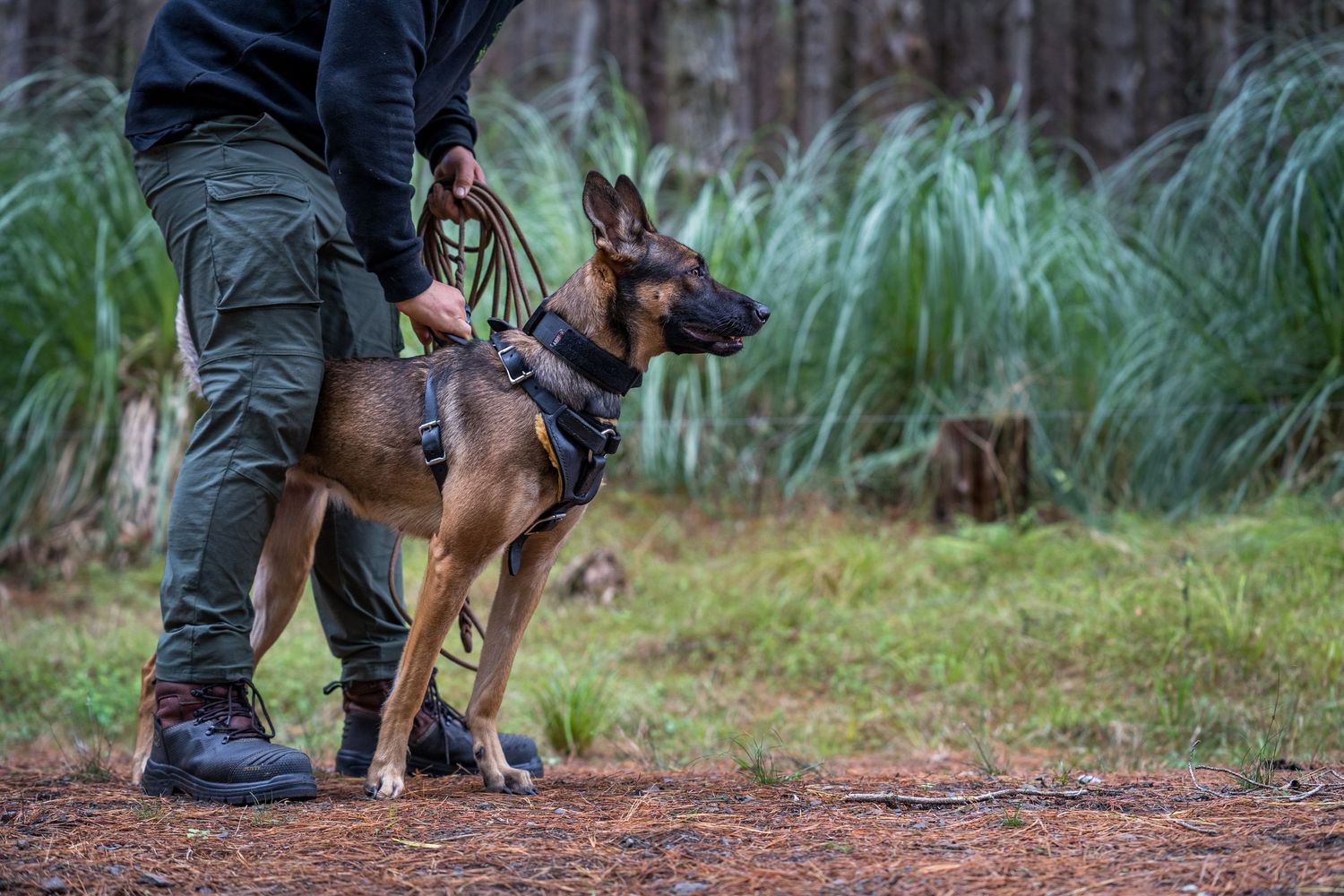 A dog working at a GAK9 Australia workshop