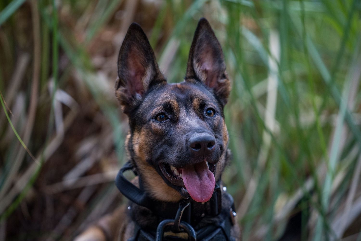 A dog working at a GAK9 Australia workshop