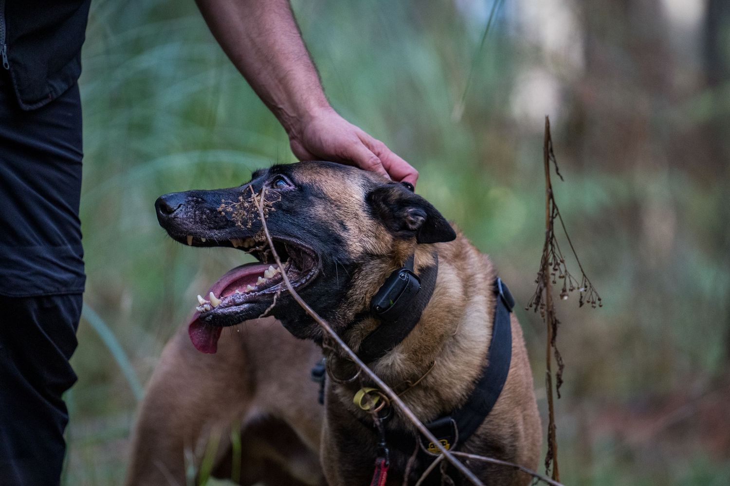 A dog working at a GAK9 Australia workshop