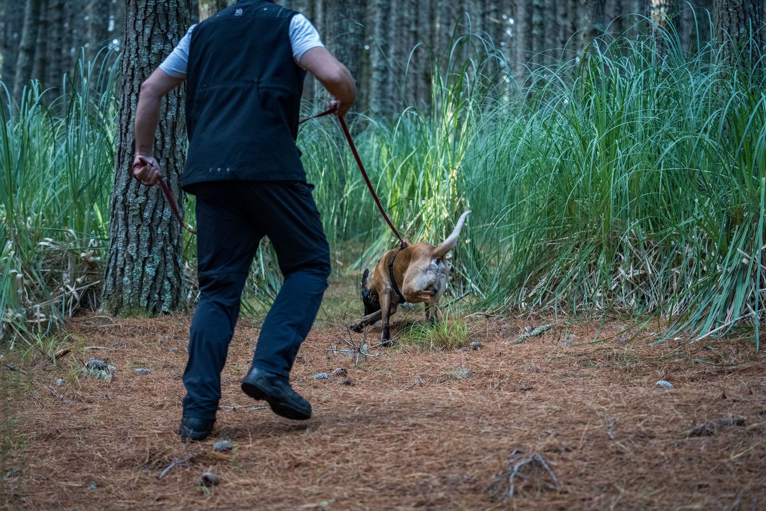 A dog working at a GAK9 Australia workshop