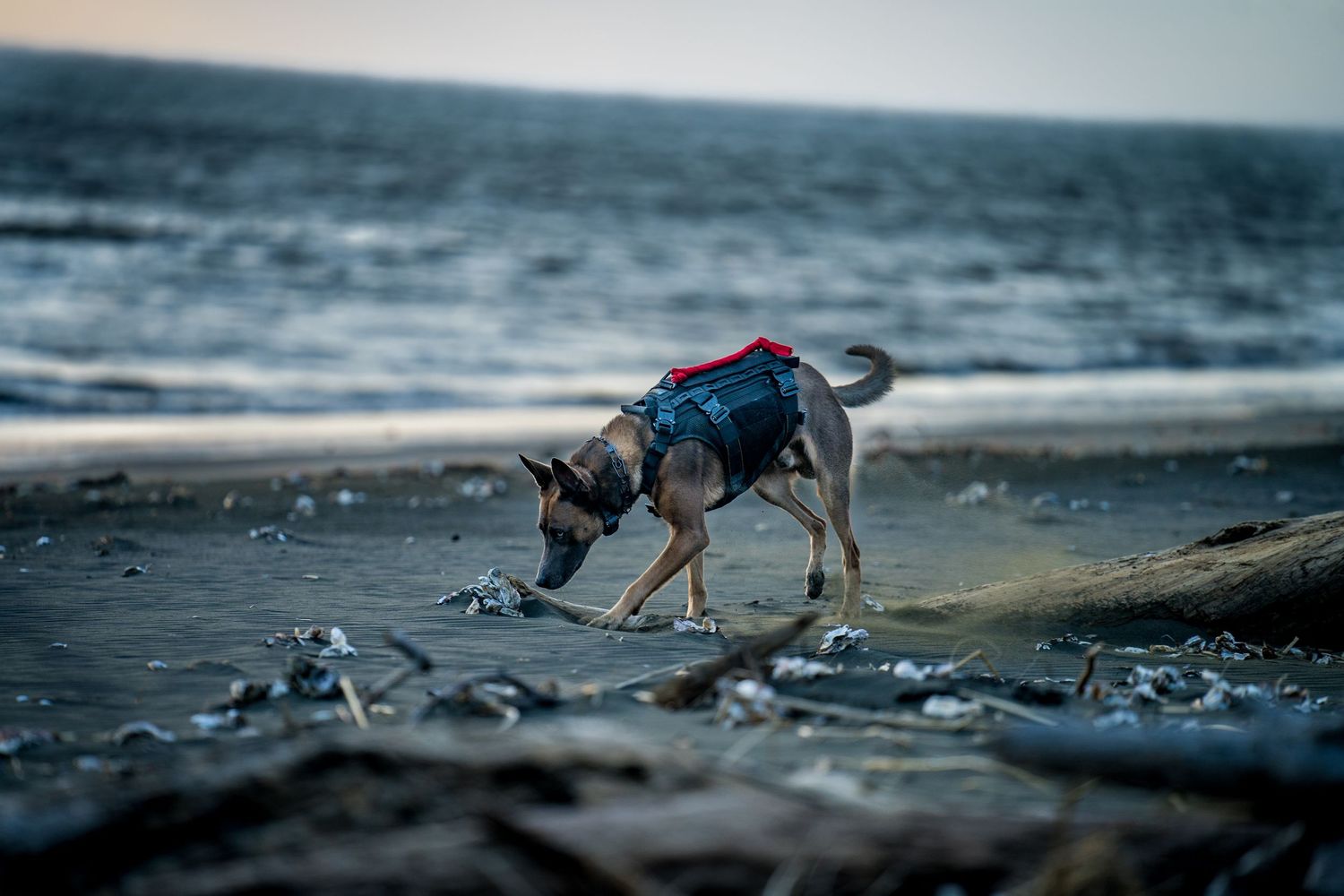 A dog working at a GAK9 Australia workshop
