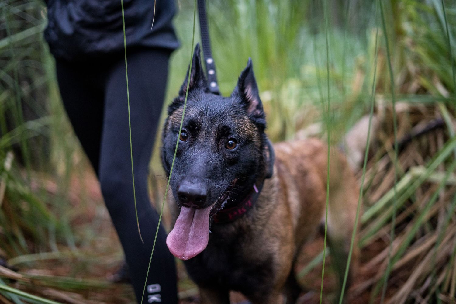 Belgian Malinois, Reba