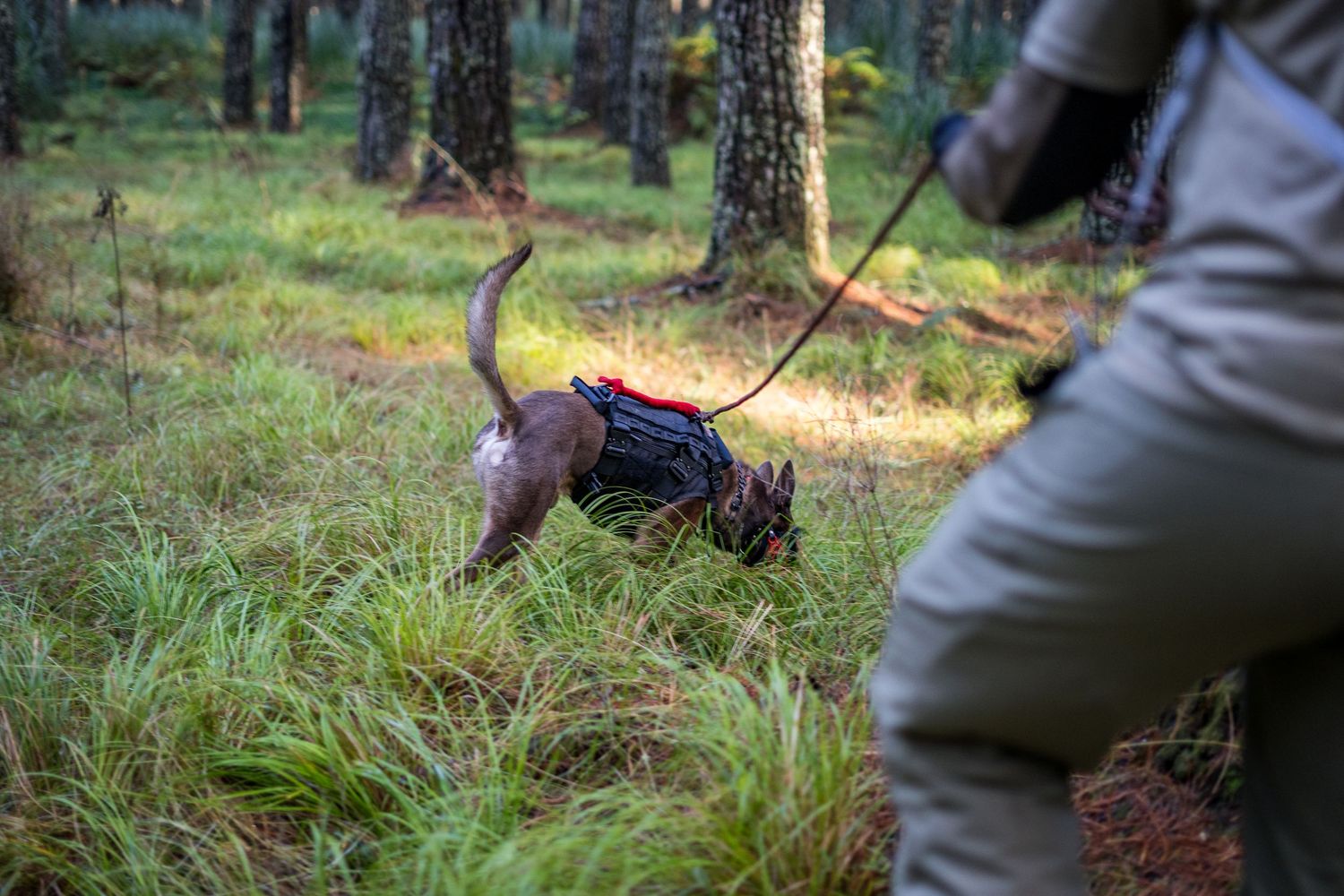A dog working at a GAK9 Australia workshop