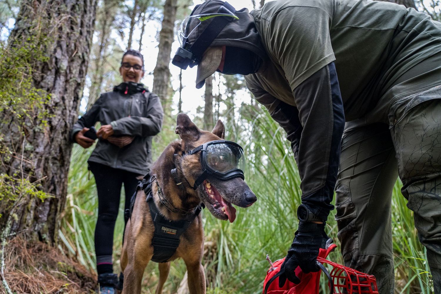 Security K9 Rasmus at the end of a track