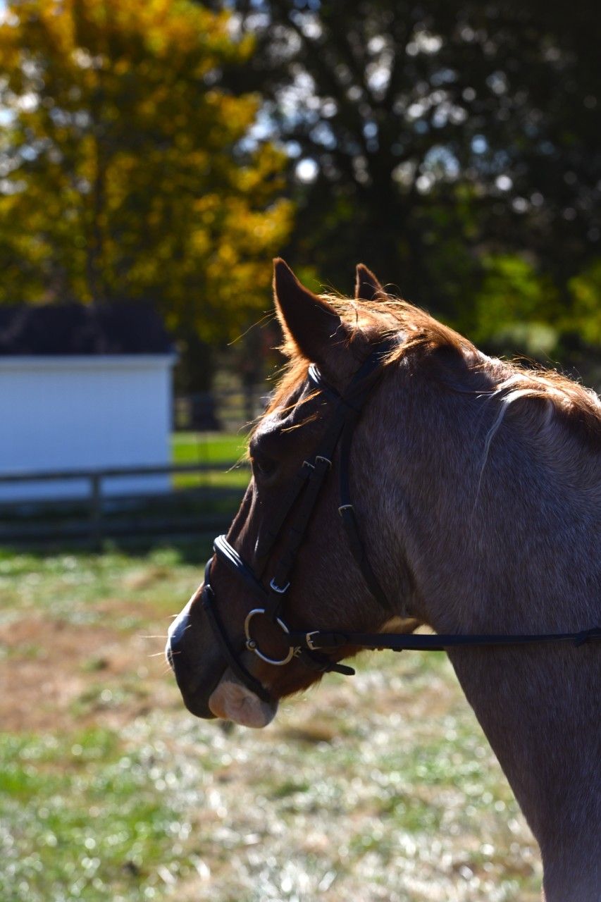 a red roan paint horse
