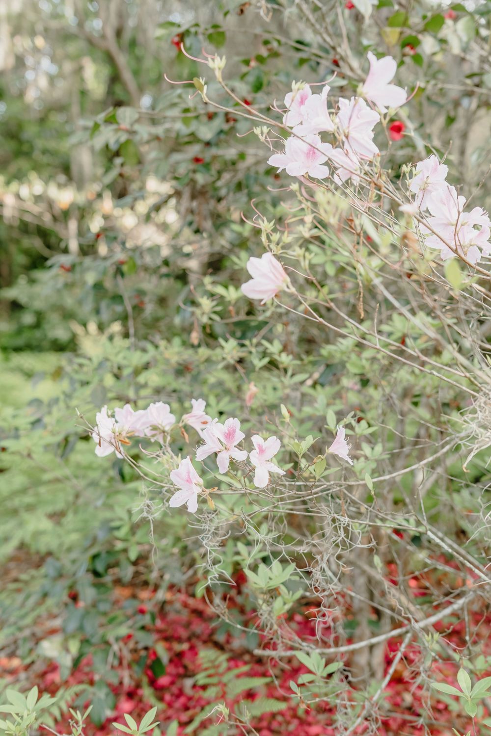 Delicate pink flowers bloom on twisting stems against a soft green background with red accents at the base.
