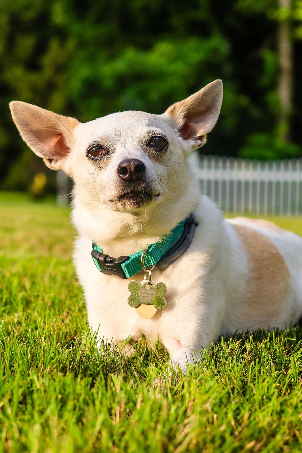 Chihuahua dog sitting in a grass for pet photography in Connecticut.