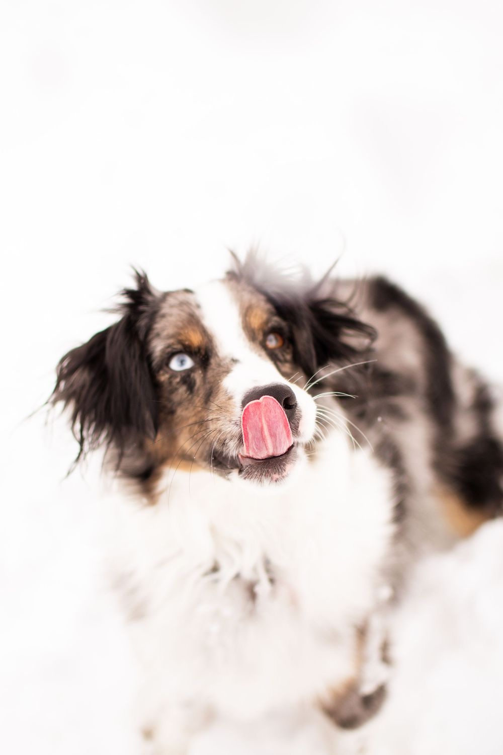 Australian shepherd dog sitting in a snow for pet photography in Connecticut.