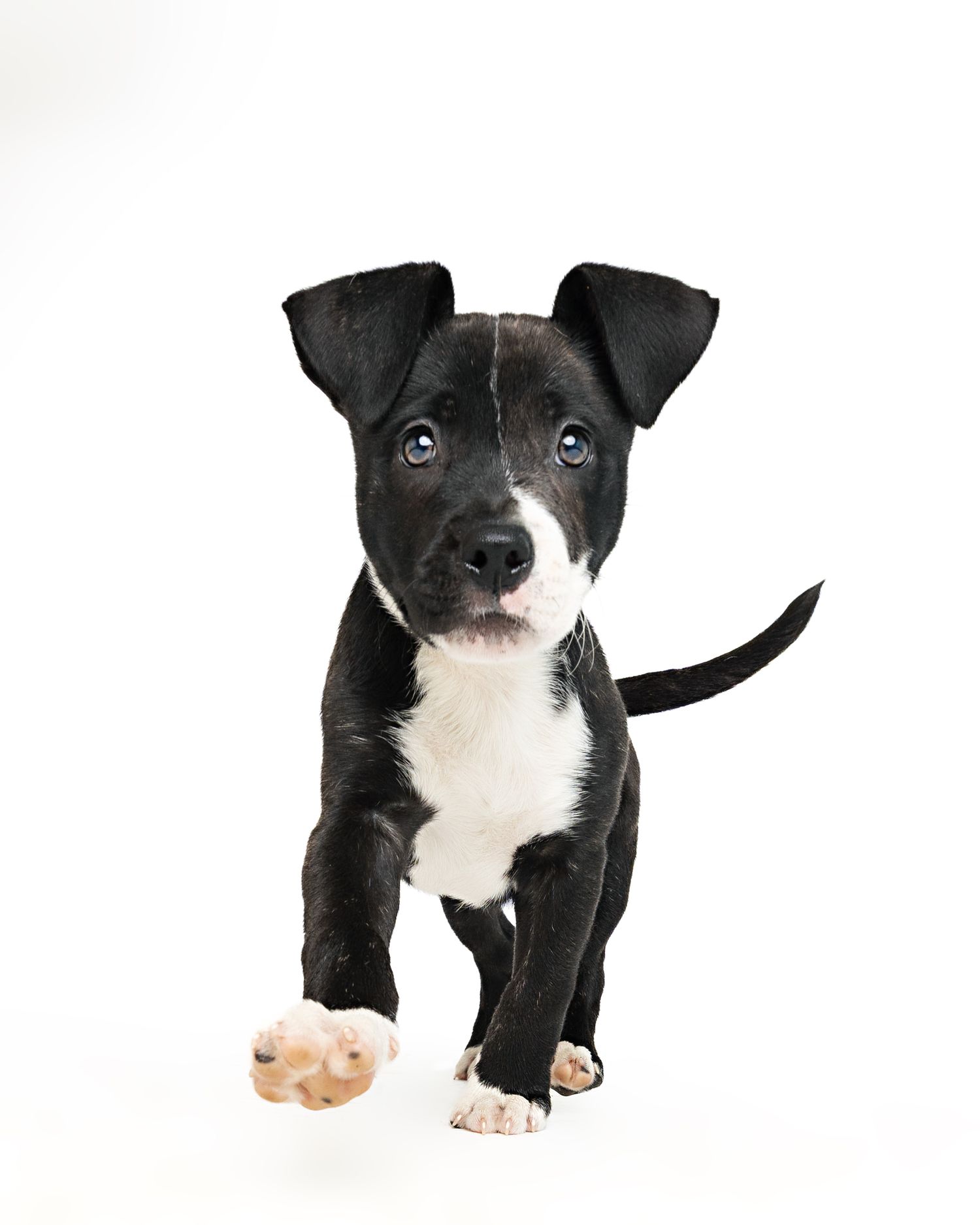 Black and white puppy walking on white background in studio setting.