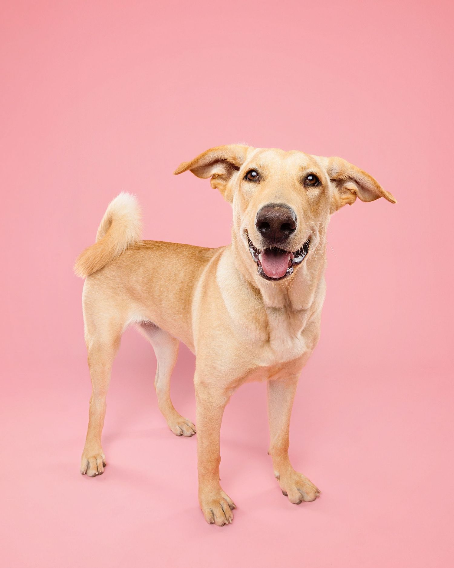 Black and white puppy walking on white background in studio setting.