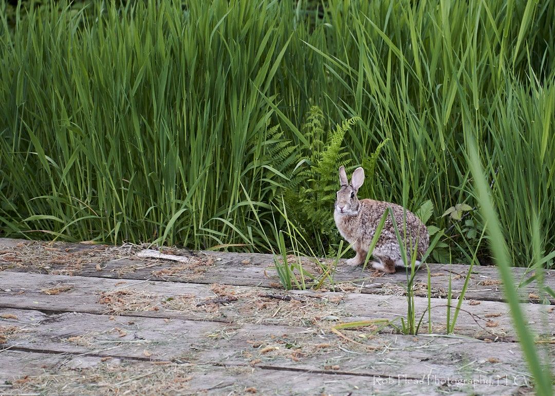 Bunny looking at me while sitting on boardwalk at Mercer Slough