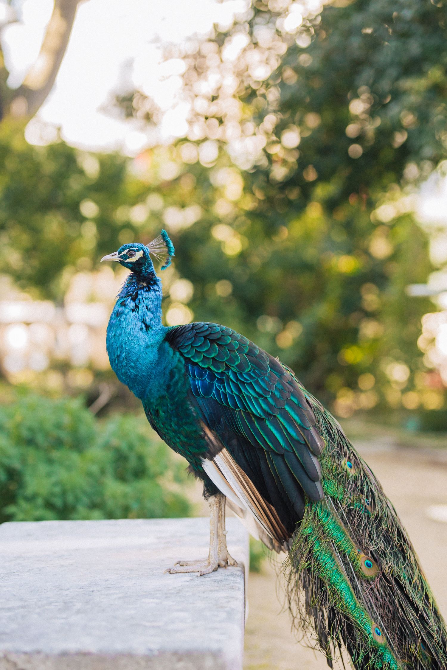 A majestic blue peacock in a sunlit garden setting. captured at Vandelli wedding venue by a Portugal destination wedding photographer