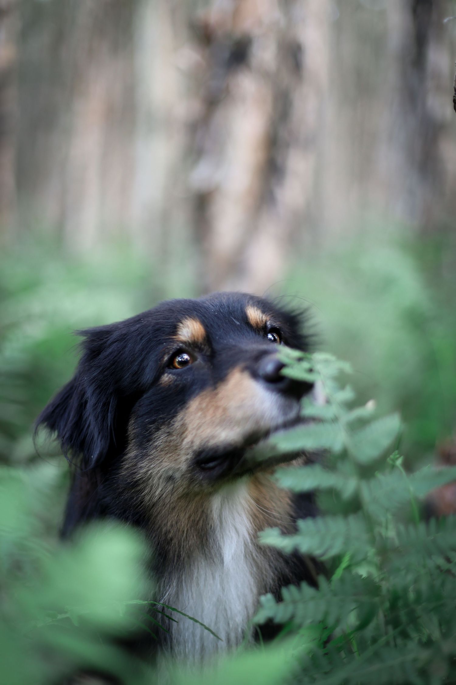 Australian Shepherd peering through ferns in a dreamy forest portrait.
