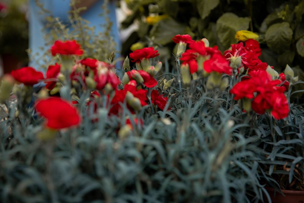Plant Festival 2025, Xewkija Gozo Malta