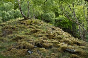 pictures of temperate rianforest Borrowdale lake district
