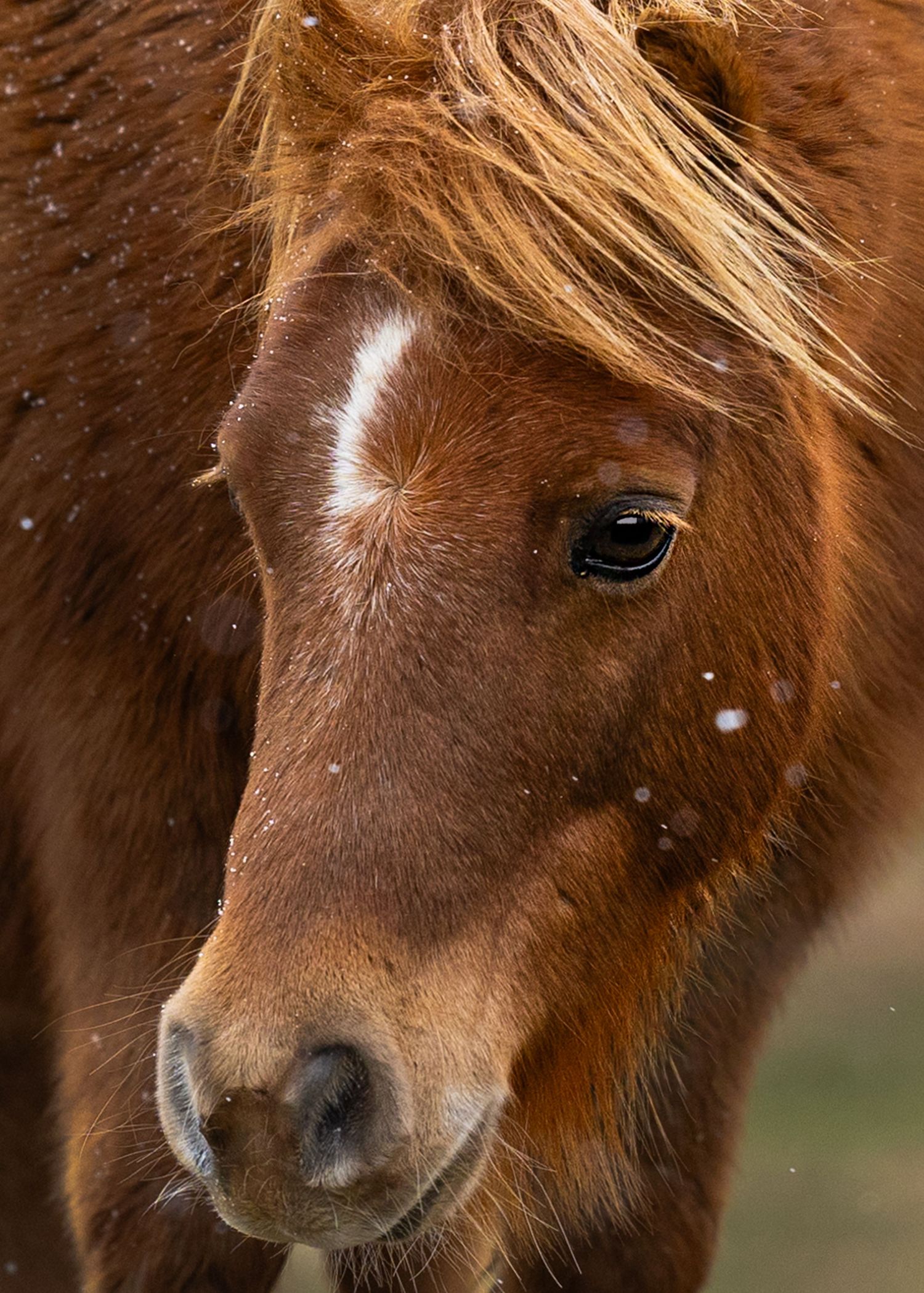 Close-up portrait of a chestnut-colored pony with long mane and gentle eye against blurred background.
