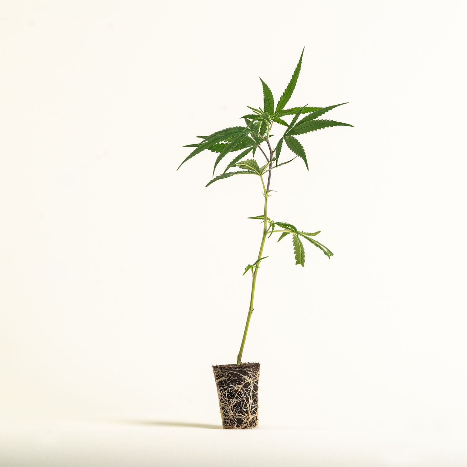 Critical Kush stickling