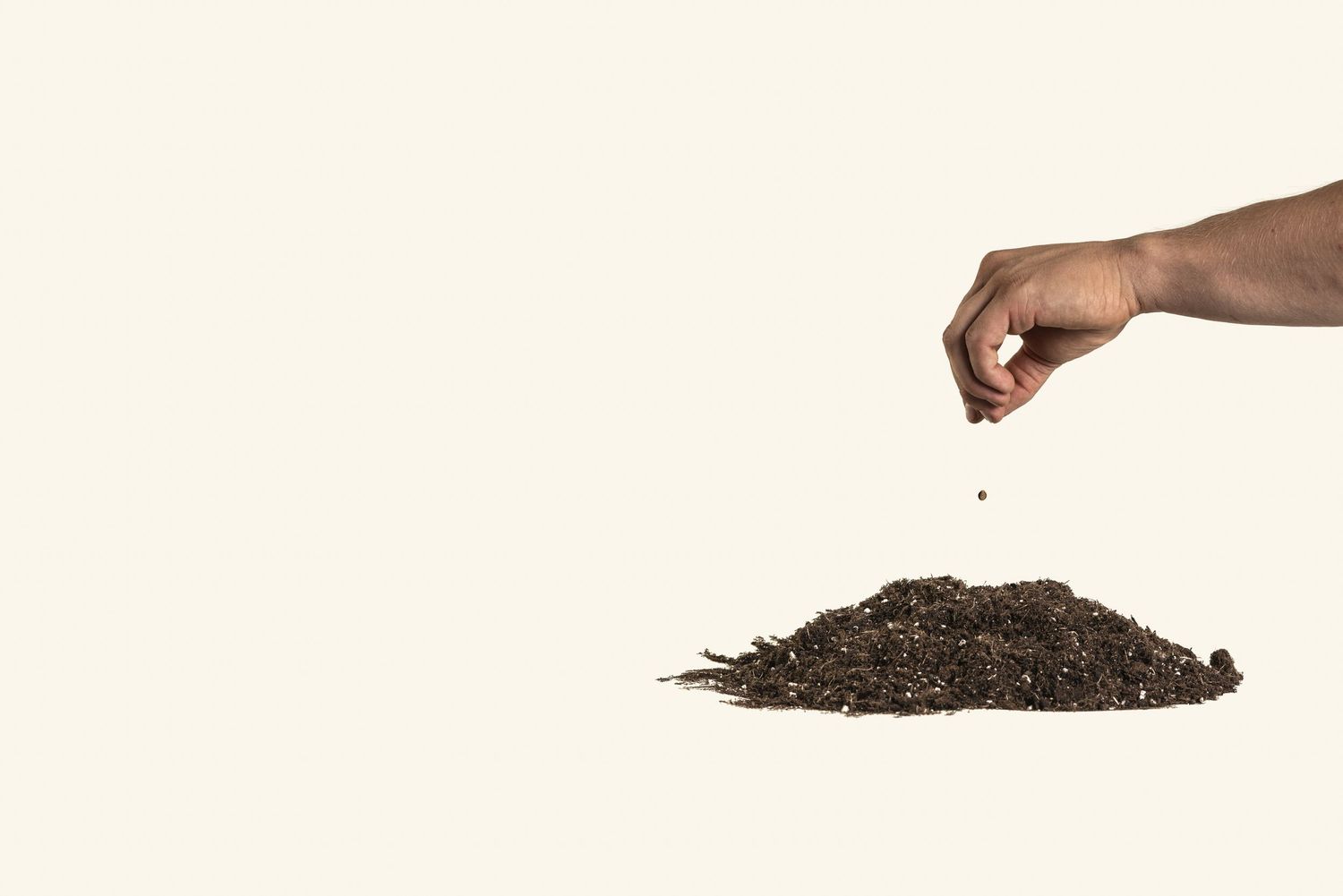 Seed