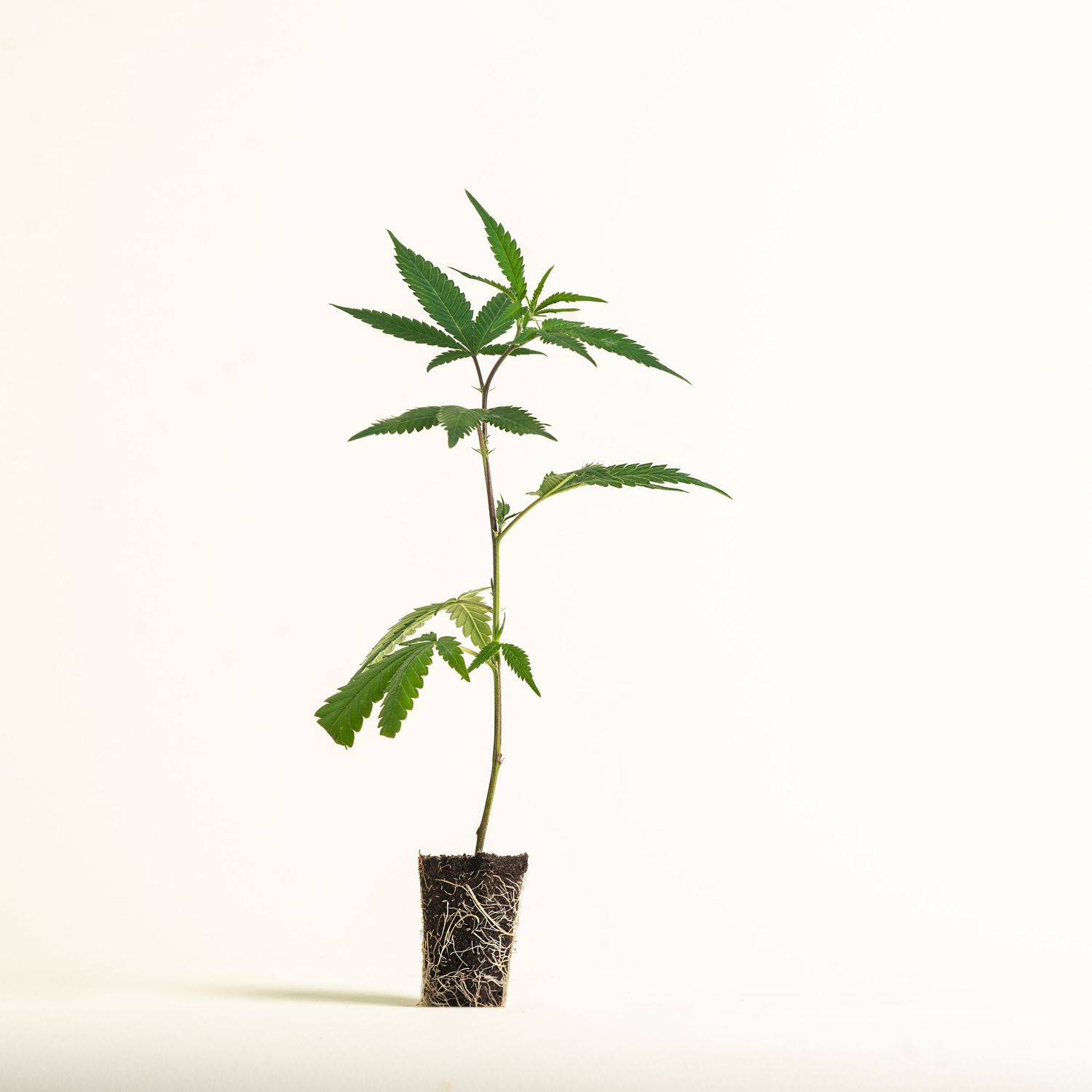 OG Kush Steckling