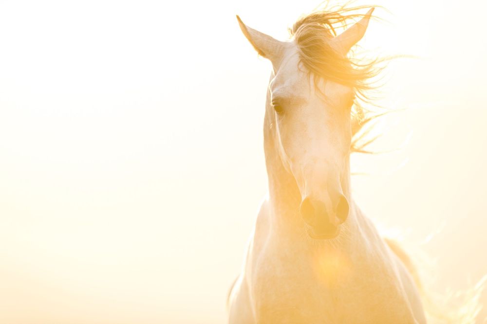 White horse portrait backlit in golden sunlight with flowing mane.