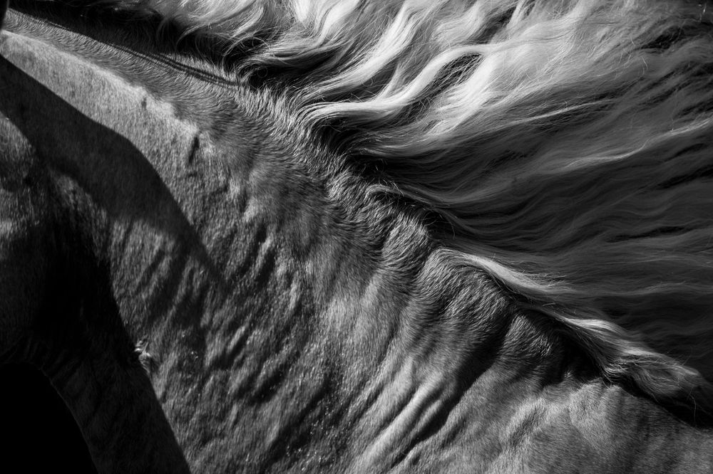 Black and white close-up of horse's mane flowing dramatically in the wind.
