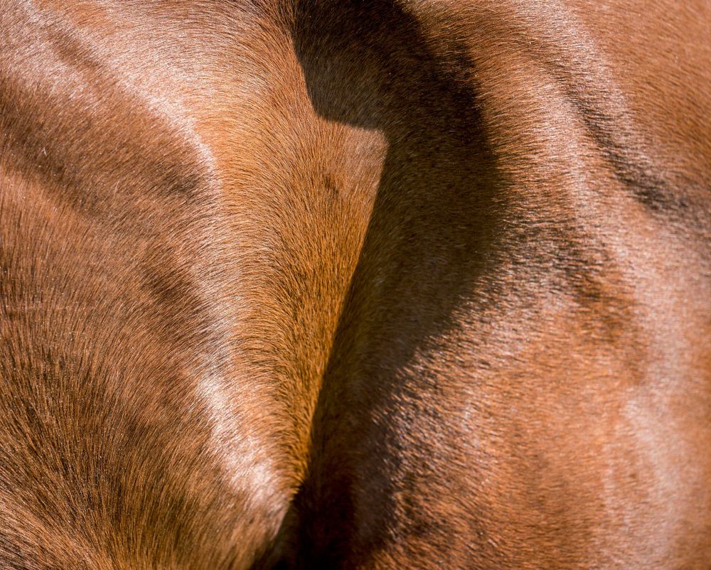 Close-up of glossy chestnut horse coat showing muscular detail.