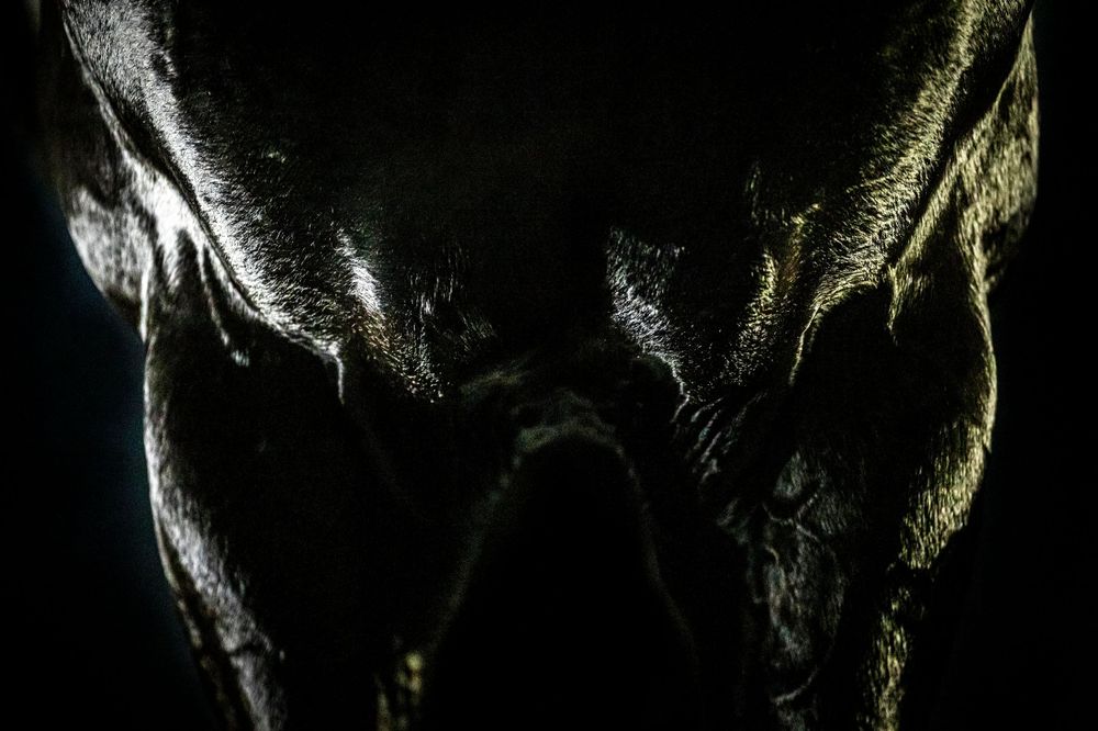 Dramatic dark silhouette of horse's face in moody lighting.