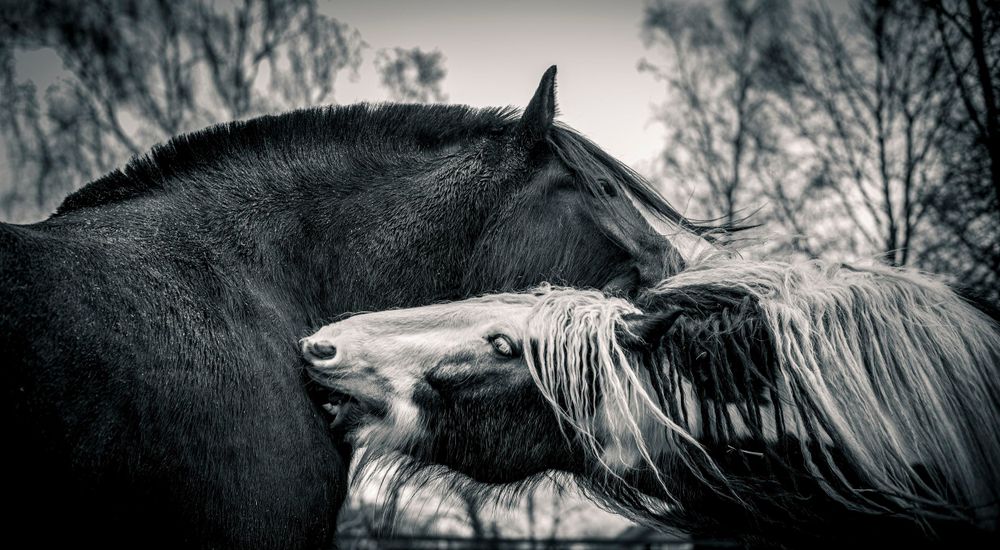 Black and white portrait of two horses nuzzling each other affectionately.