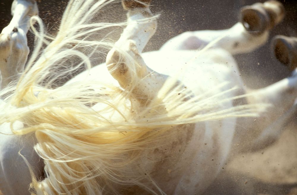 Wispy strands of milky white silk fibers float delicately against a light background.