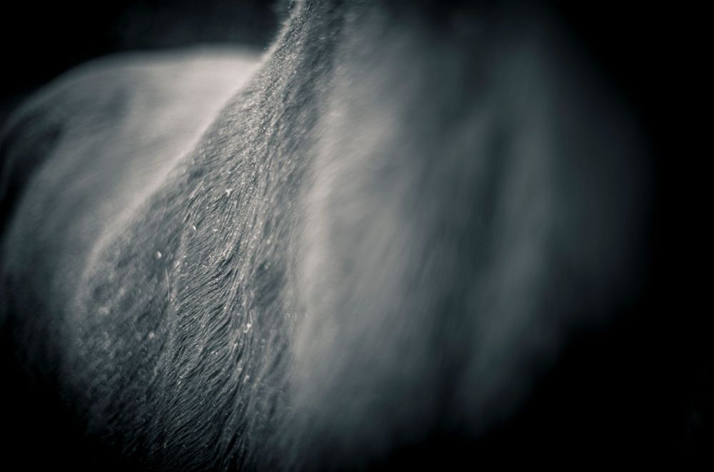 Abstract black and white macro photograph showing soft flowing textures and gradients.