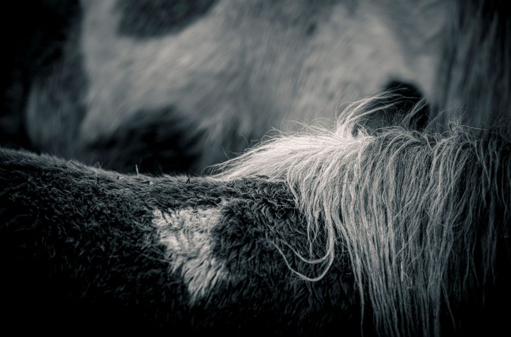 Close-up of horse's mane with wispy white hairs against dark background.